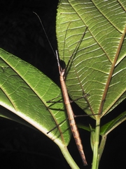Pseudosermyle phalangiphora