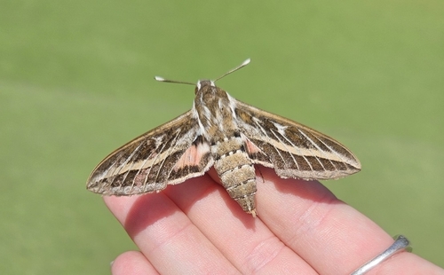 Hyles livornica