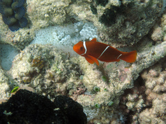 Amphiprion biaculeatus