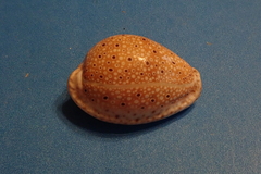 Naria ocellata