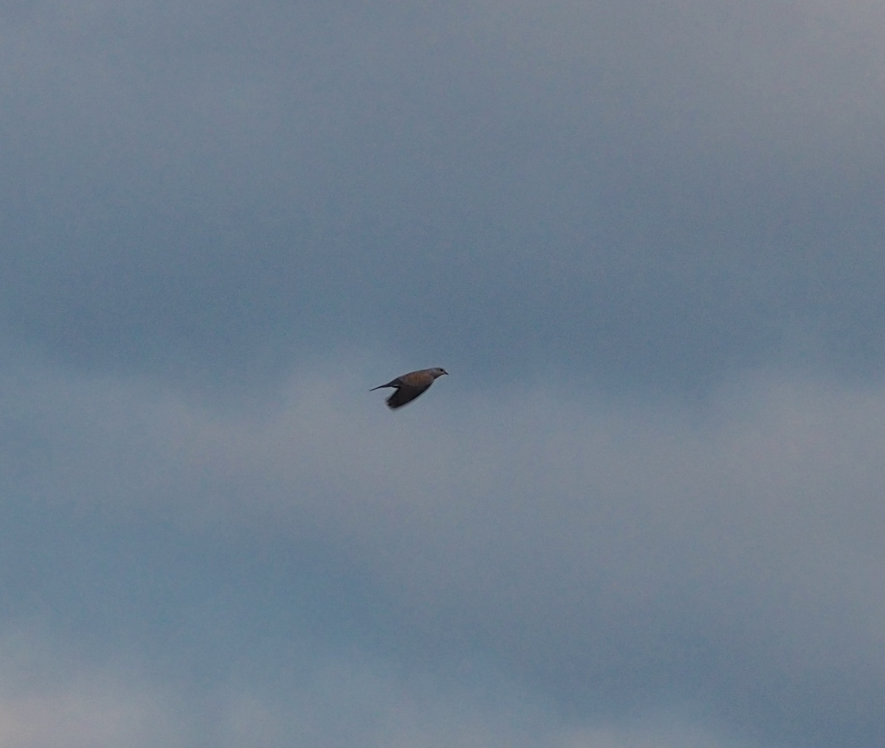 European Turtle Dove