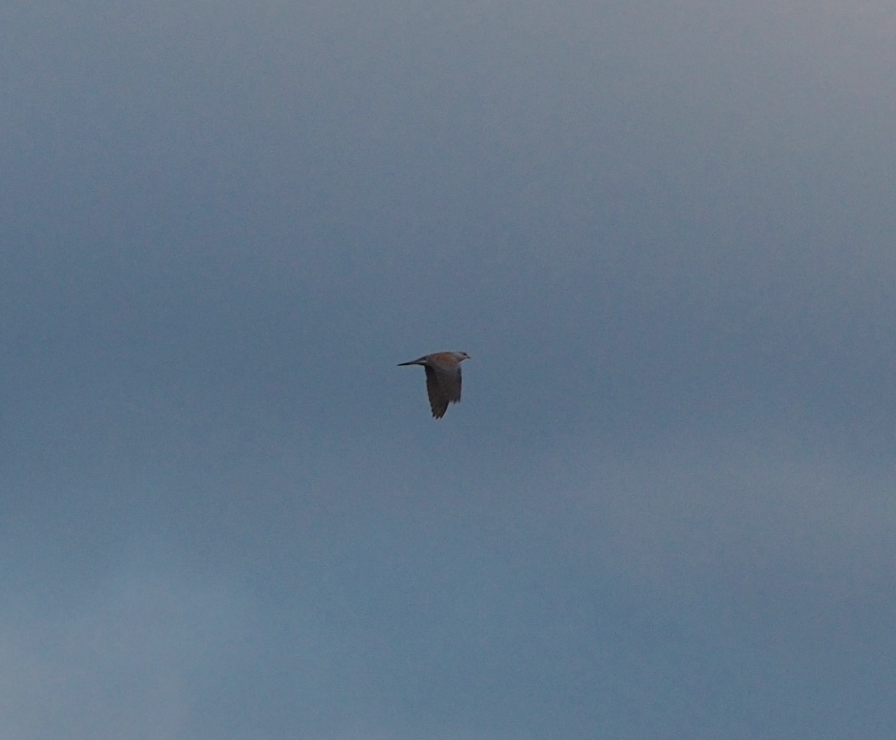 European Turtle Dove