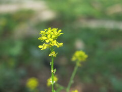 Ochthodium aegyptiacum (Ochthodium aegyptiacum)