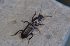 Stenomorphus