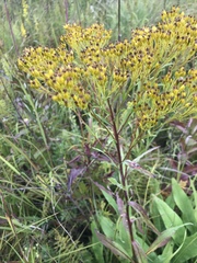 Solidago ohioensis