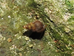 Halotudora kuesteri