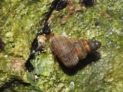 Halotudora kuesteri