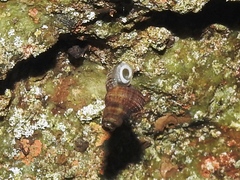 Halotudora kuesteri