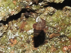 Halotudora kuesteri