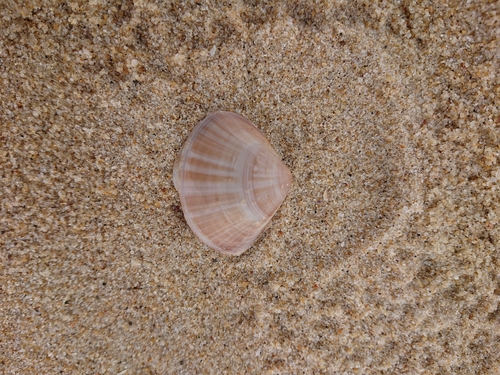 Mactra stultorum