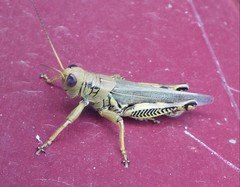 Melanoplus differentialis