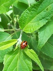 Plagiodera semivittata