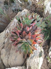 Aloe brevifolia