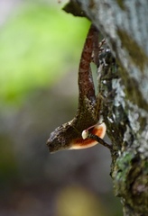 Anolis allogus