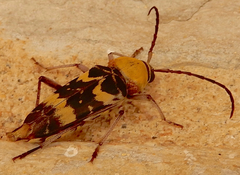 Megacyllene antennata