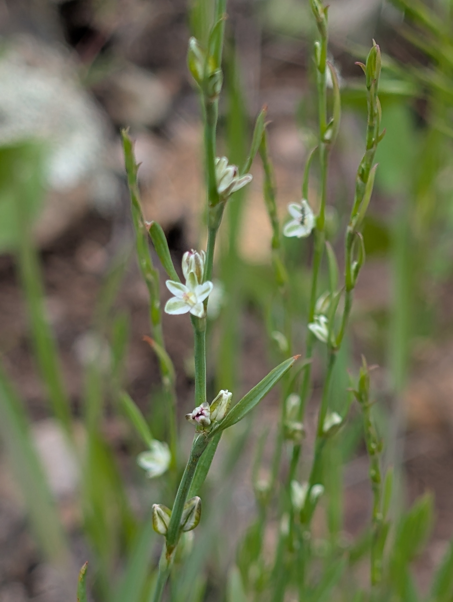 Polygonum douglasii