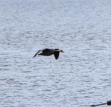 Emperor Goose (Anser canagicus), photo 4