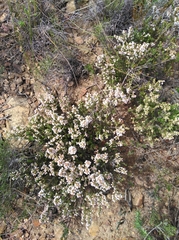 Erica setacea