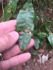 Morella caroliniensis