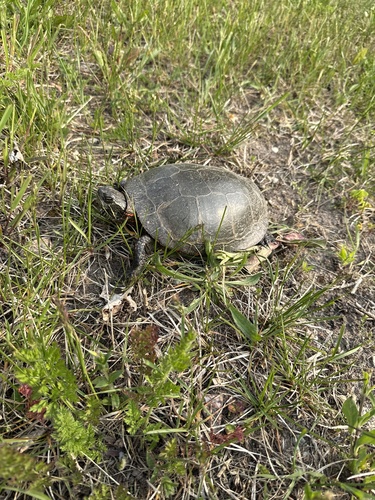 Chrysemys picta