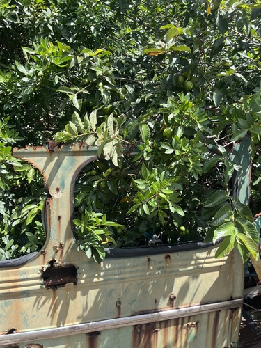 Psidium guajava observed 2025-05-23