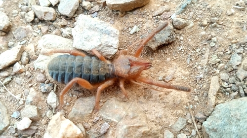 Iberian Solifugid, photo 5 of 10