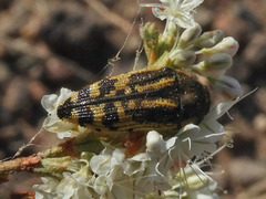 Acmaeodera amplicollis