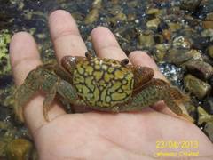 Geograpsus lividus