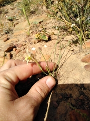 Gladiolus permeabilis permeabilis