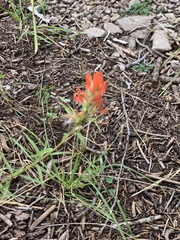 Castilleja wootonii