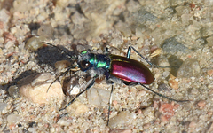 Cicindela scutellaris scutellaris