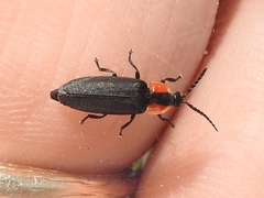 Pyropyga decipiens