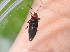 Pyropyga decipiens