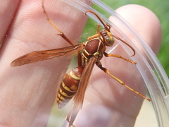 Polistes apachus