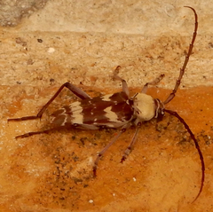 Megacyllene antennata