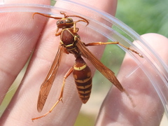Polistes apachus