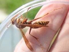 Polistes apachus