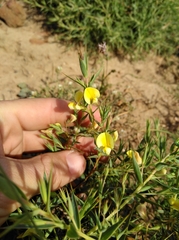 Aspalathus alpestris