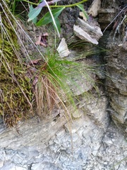 Carex eburnea