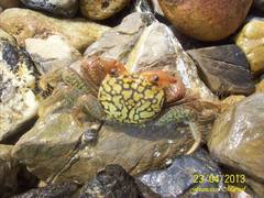 Geograpsus lividus