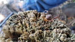 Erginulus subserialis