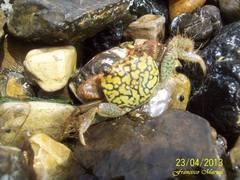 Geograpsus lividus