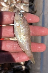 Serranus atrobranchus