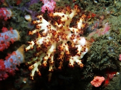 Chironephthya
