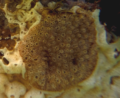 Distaplia