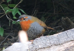 Scelorchilus rubecula