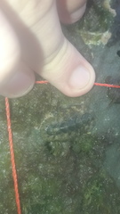 Acanthochitona hirudiniformis