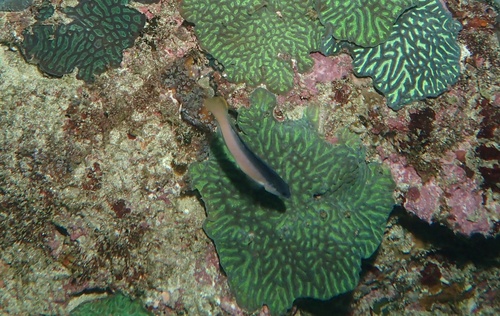 Pseudochromis punctatus observed 2019-10-24
