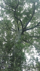 Ceiba trischistandra