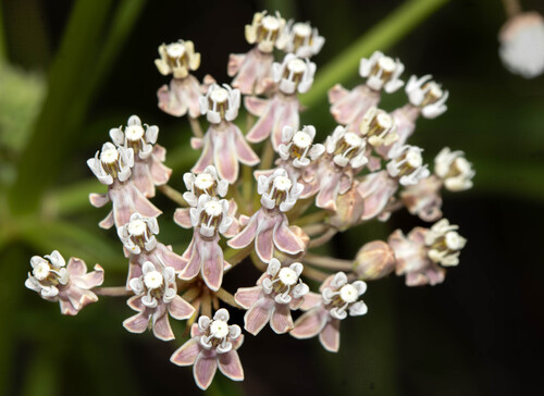 Asclepias fascicularis